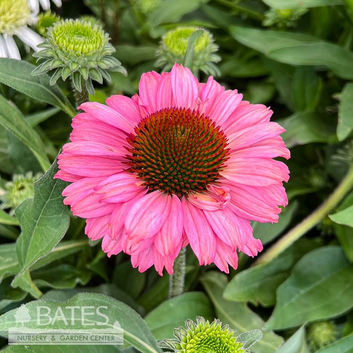 #1 Echinacea x Sunseekers 'Pink Grapefruit'/ Semi-Double Coneflower
