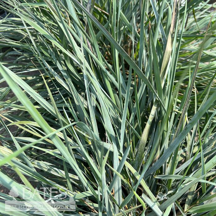 #3 Grass Eragrostis ell Bluer Than You/ Purple Love/ Annual Native (R) - No Warranty