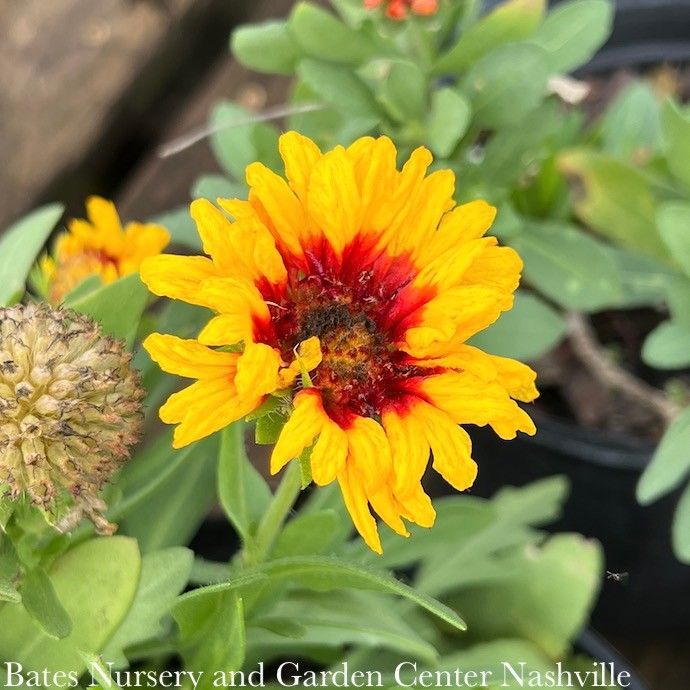#1 Gaillardia ari SpinTop 'Red Starburst'/ Blanket Flower