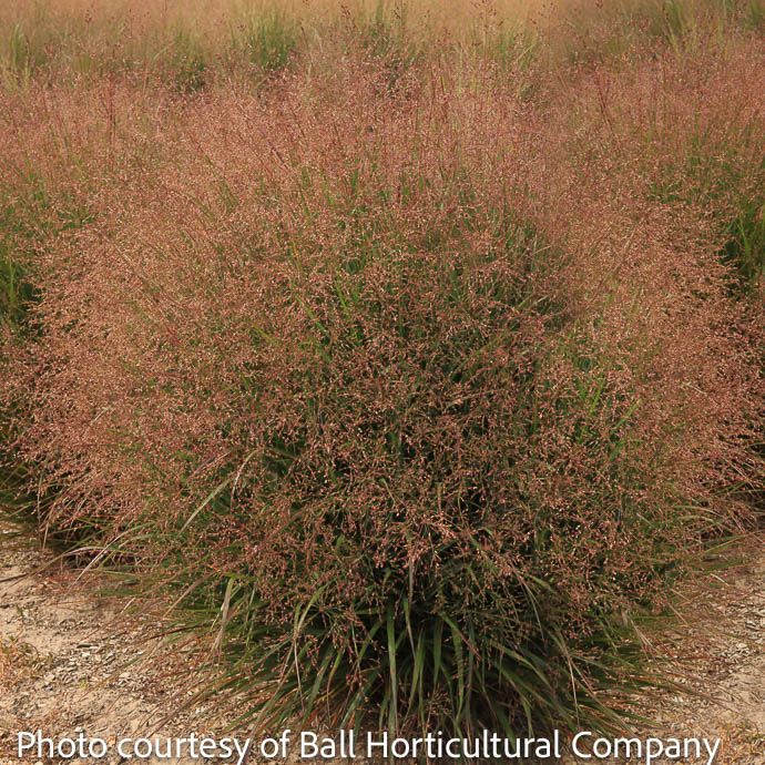 #3 Grass Panicum virg Dream Catcher 'Tumbleweed'/ Switch Native (TN)