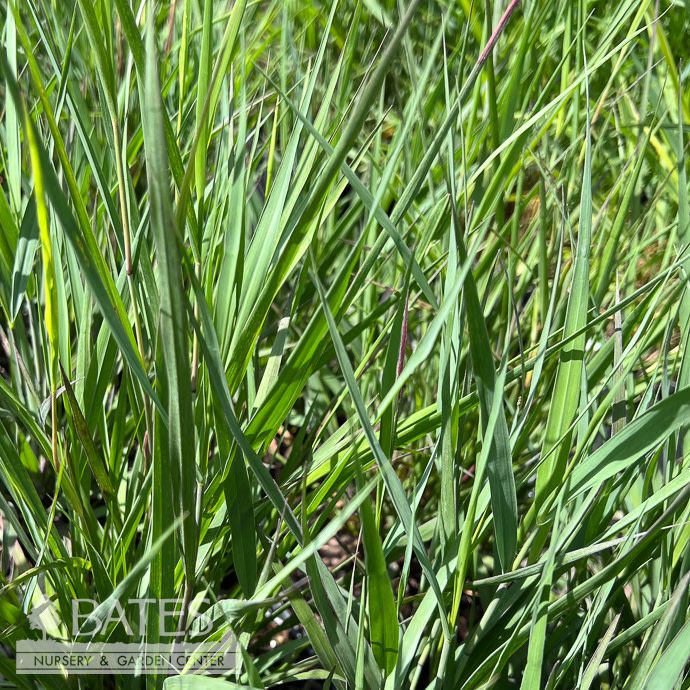 #3 Grass Panicum virg Dream Catcher 'Smoky Rose'/ Switch Native (TN)