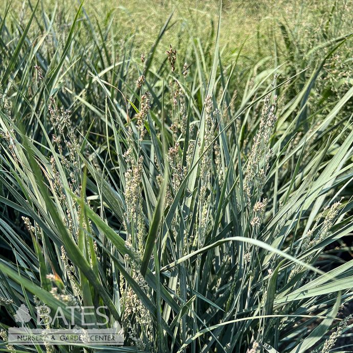 #3 Grass Panicum virg Dream Catcher 'Little Boy Blue'/ Switch Native (TN)