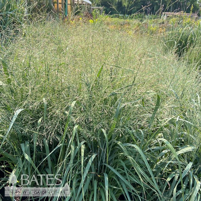 #3 Grass Panicum virg Dream Catcher 'Misty Waterfall'/ Switch Native (TN)