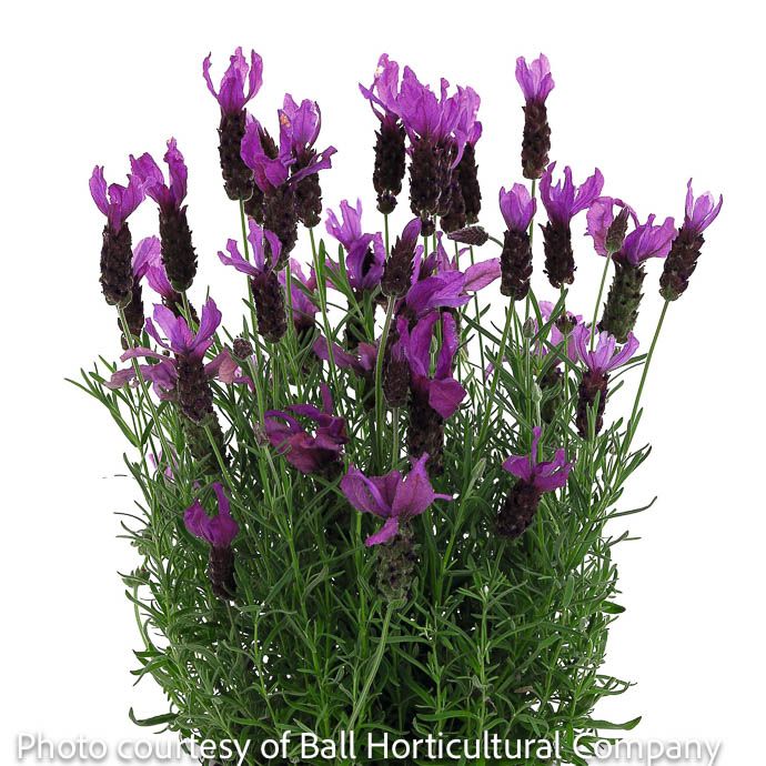 #1 Lavandula stoech La Diva Berry Beautiful/ Spanish Lavender - No Warranty