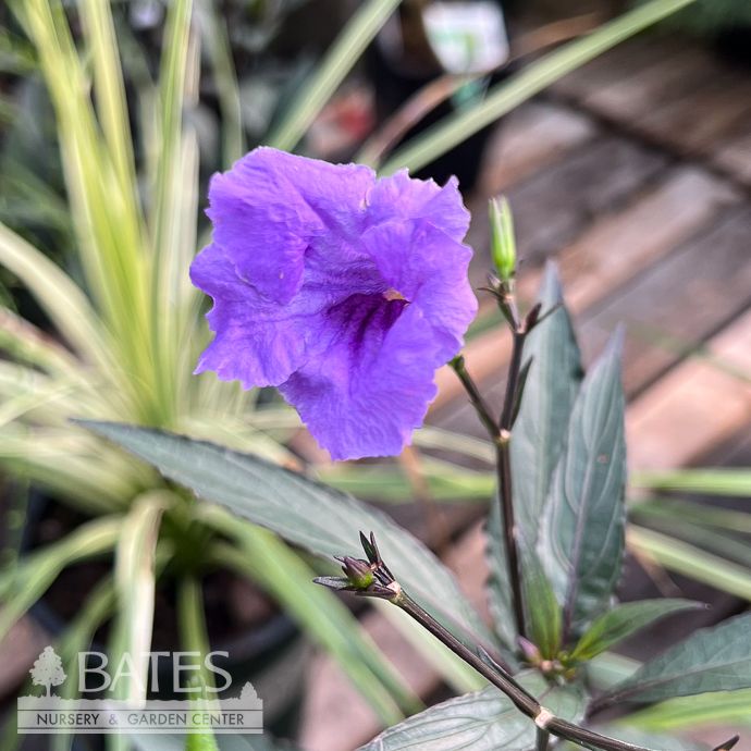Tropical 6.5p Ruellia Mayan Purple /Mexican Petunia