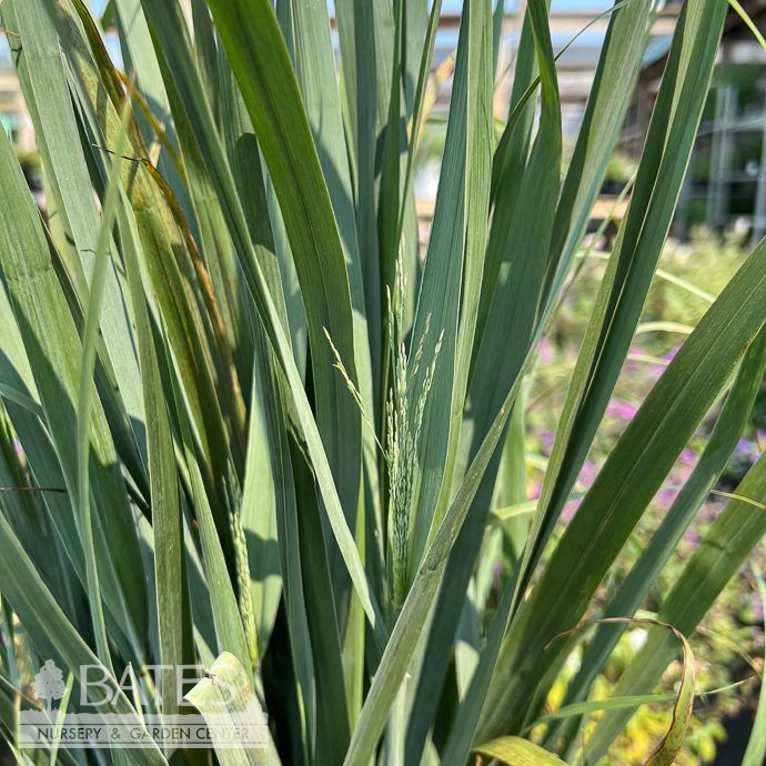 #3 Grass Panicum virg Dream Catcher 'Lightning Bolt'/ Switch Native (TN)