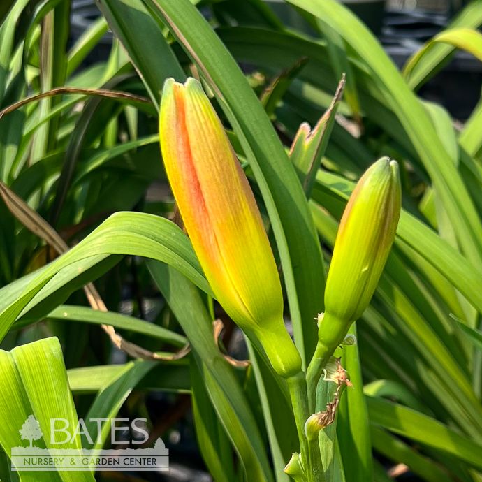 #1 Hemerocallis Island Wassaw/ Orange Daylily