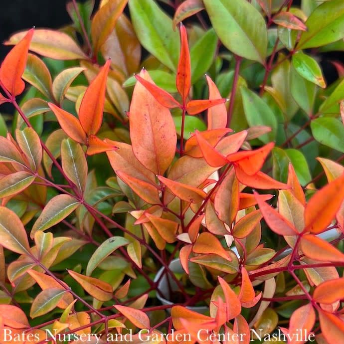 #3 Nandina dom FE Cool Glow 'Peach'/ Heavenly Bamboo