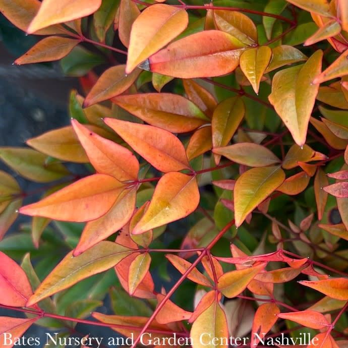 #3 Nandina dom FE Cool Glow 'Peach'/ Heavenly Bamboo