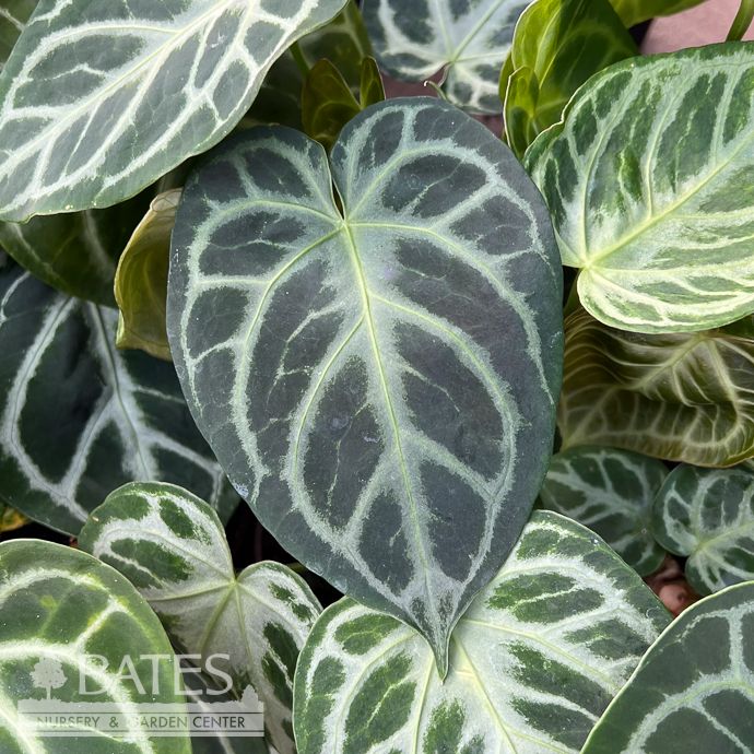 4p! Anthurium Silver Blush /Tropical