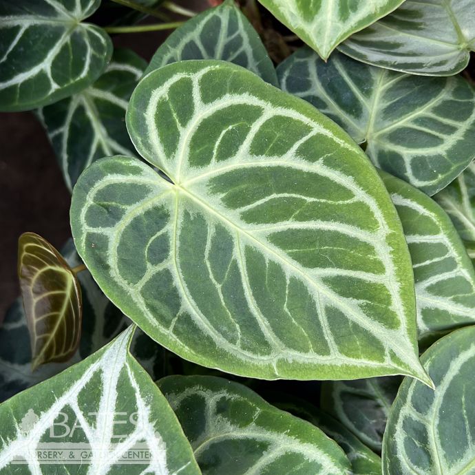 4p! Anthurium Silver Blush /Tropical