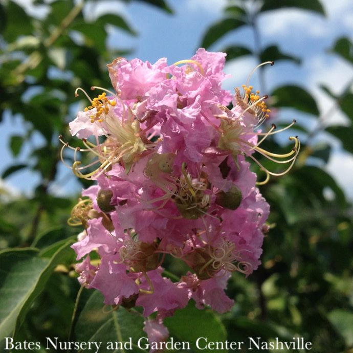 #7 Lagerstroemia x Muskogee/ Light Lavender Crape Myrtle