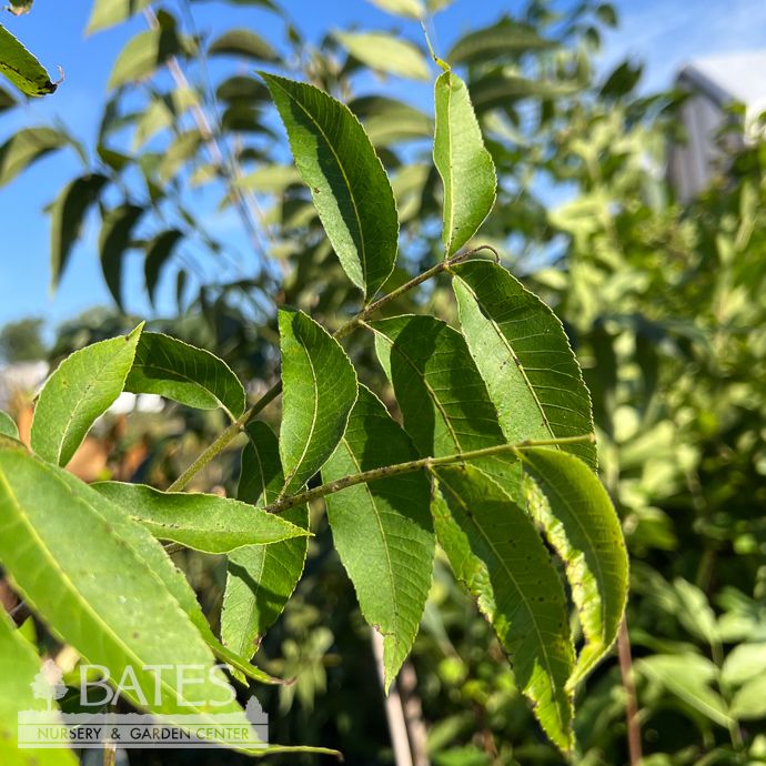 Edible #6 Carya ill Candy/ Type II Pecan Native (TN)