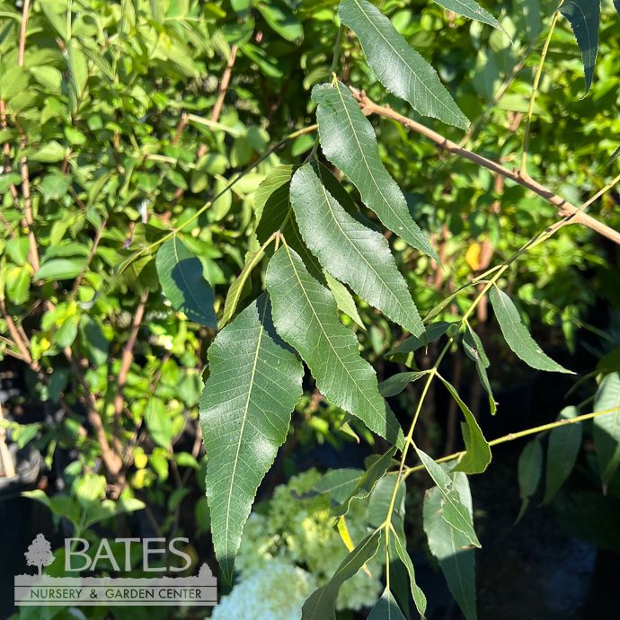 Edible #6 Carya ill Lakota/ Type II Pecan Native (TN)