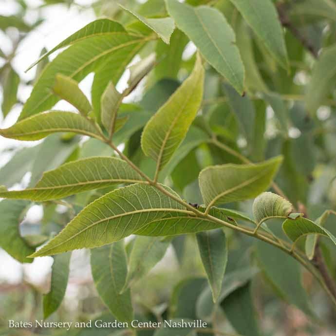 Edible #6 Carya ill Sumner/ Type II Pecan Native (TN)