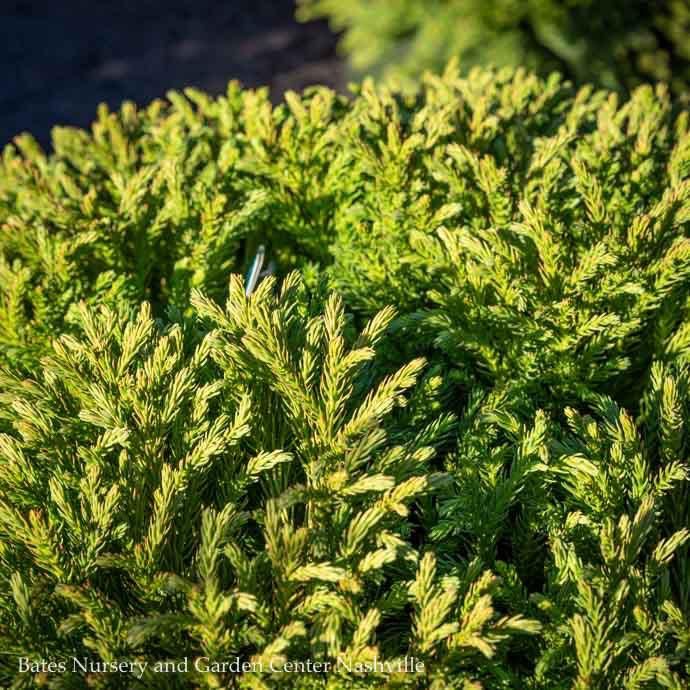 #7 Cryptomeria japonica Globosa Nana/ Dwarf Globe Japanese False Cedar