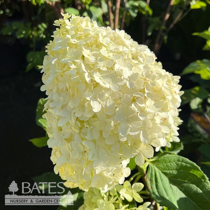 #3 Hydrangea pan Tighty Whitey/ White to Pink Panicle
