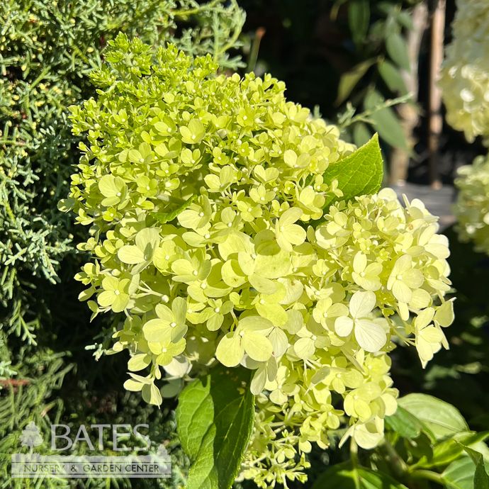 #3 Hydrangea pan Tighty Whitey/ White to Pink Panicle