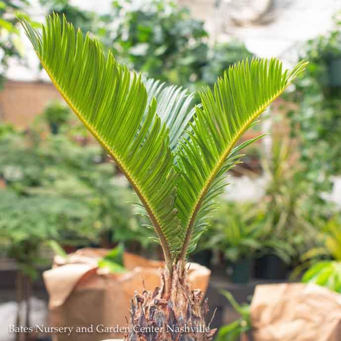 Tropical #7 Palm Cycas Revoluta/ Sago Palm