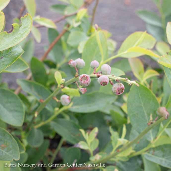 Edible #1 Vaccinium ashei Climax/ Rabbiteye Blueberry Native (TN)