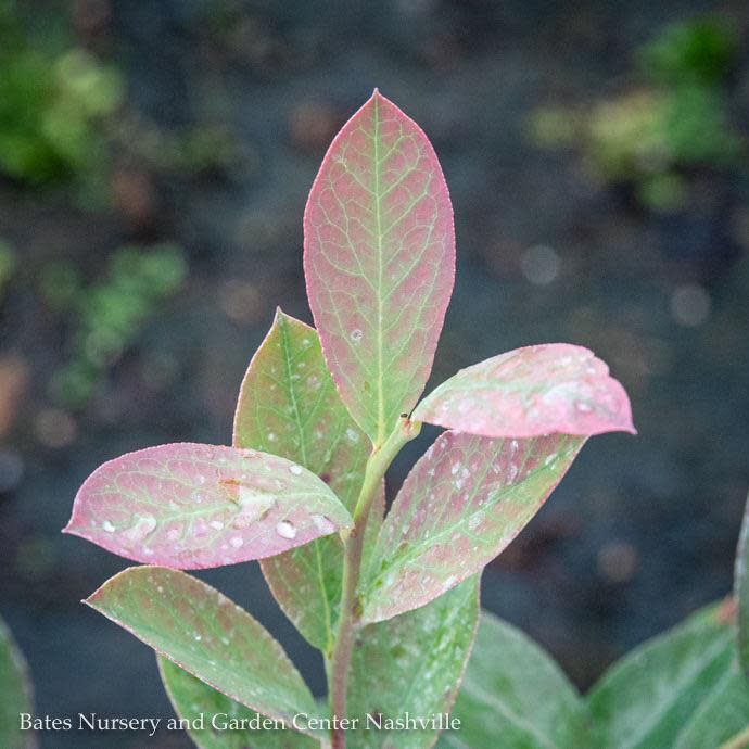 Edible #1 Vaccinium ashei Climax/ Rabbiteye Blueberry Native (TN)