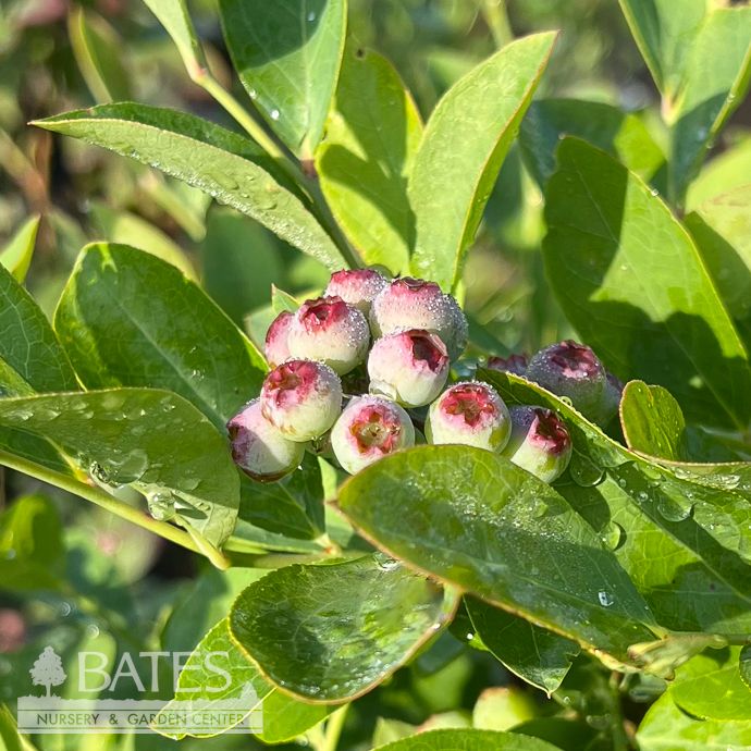 Edible #1 Vaccinium ashei Tifblue/Rabbiteye Blueberry Native (TN)