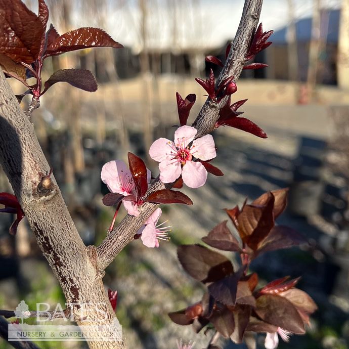 #7 Prunus cerasifera Krauter Vesuvius/ Purple Leaf Plum
