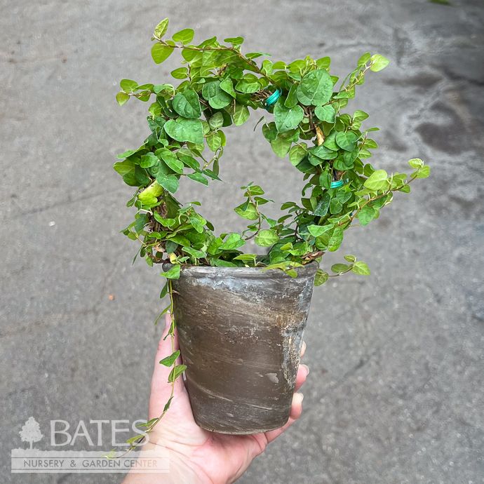 4p! Ficus Green Creeping Fig 5" RING in Grey Clay Pot /Tropical