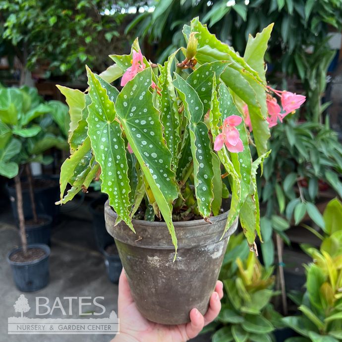 6p! Begonia Angel Wing in Grey Clay Pot  /Tropical