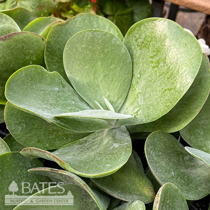 4p! Kalanchoe thy/ Flap Jack /Succulent Tropical