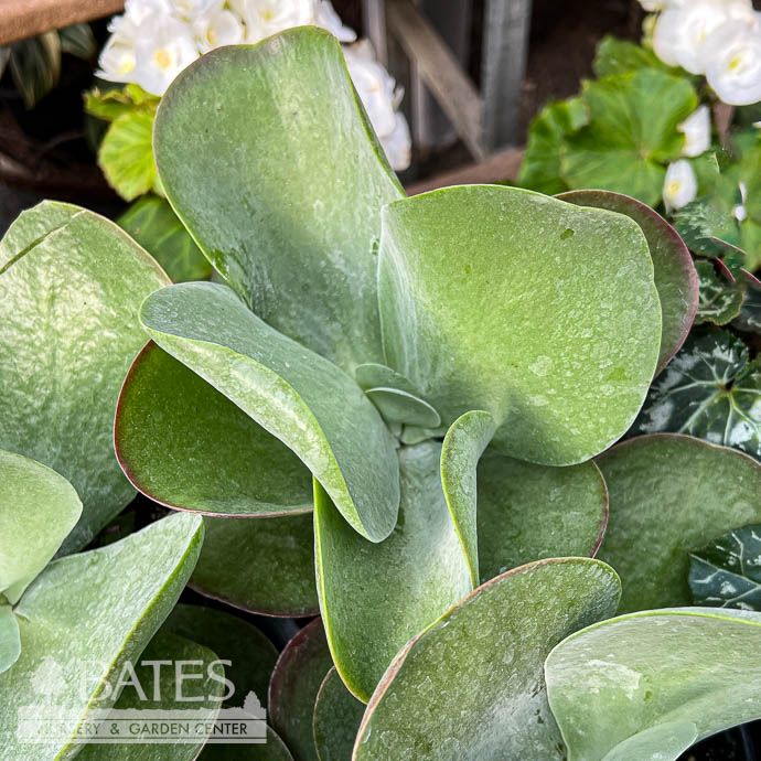4p! Kalanchoe thy/ Flap Jack /Succulent Tropical