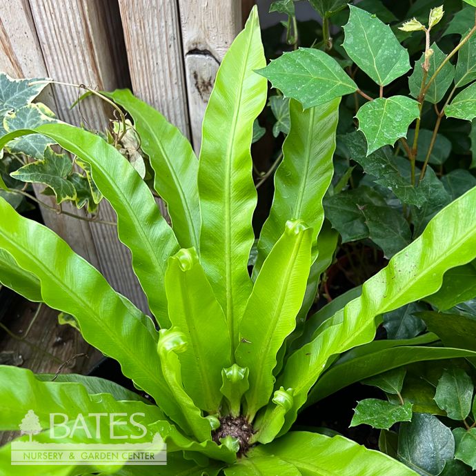 8p! Fern - Bird's Nest Fern Japanese /Tropical