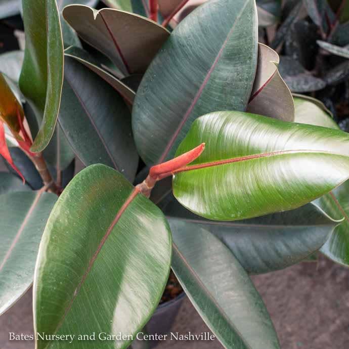 17p! Ficus Burgundy BUSH  / RubberTree  /Tropical