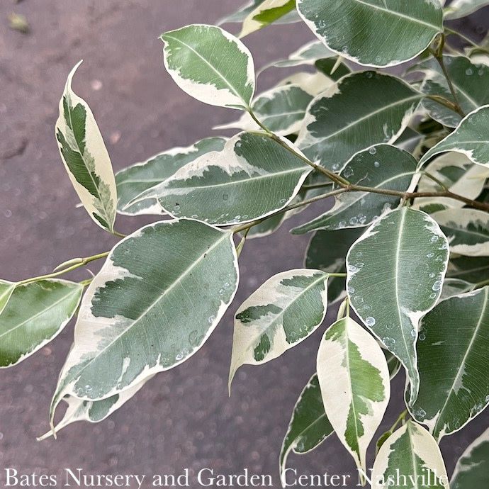 8p! Ficus Benjamina Starlight Variegated /Tropical