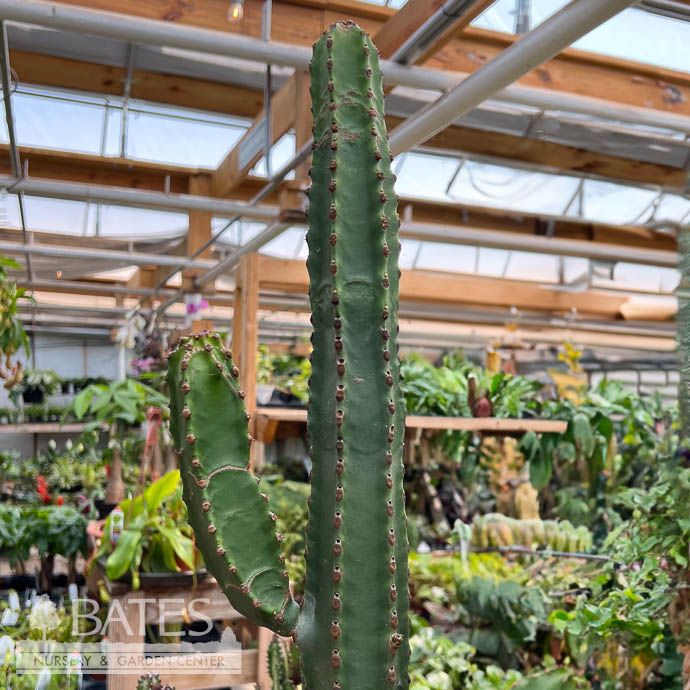 12p!/#5 Cactus Euphorbia Canariensis /Tropical