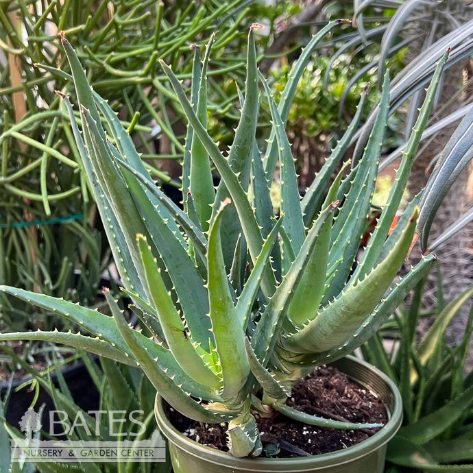 Tropical #1 Aloe Safari Orange