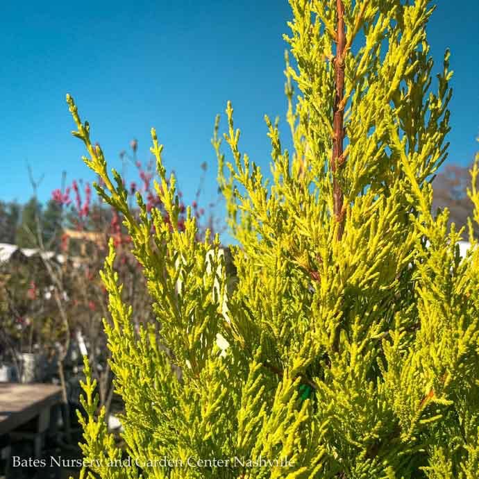Topiary Patio Tree #1 Cupressus macrocarpa Donard Gold/ Monterey Cypress