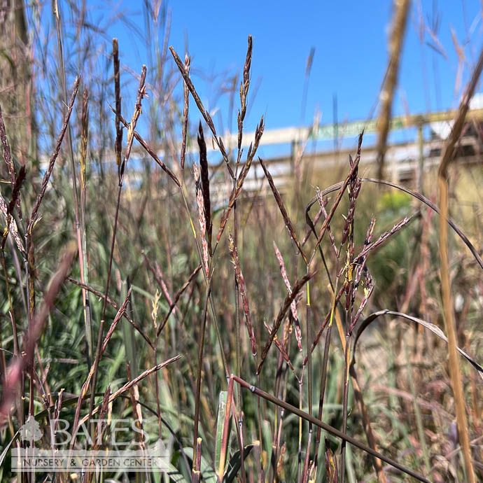 #1 Grass Andropogon ger AB Red October / Big Bluestem Native (TN)