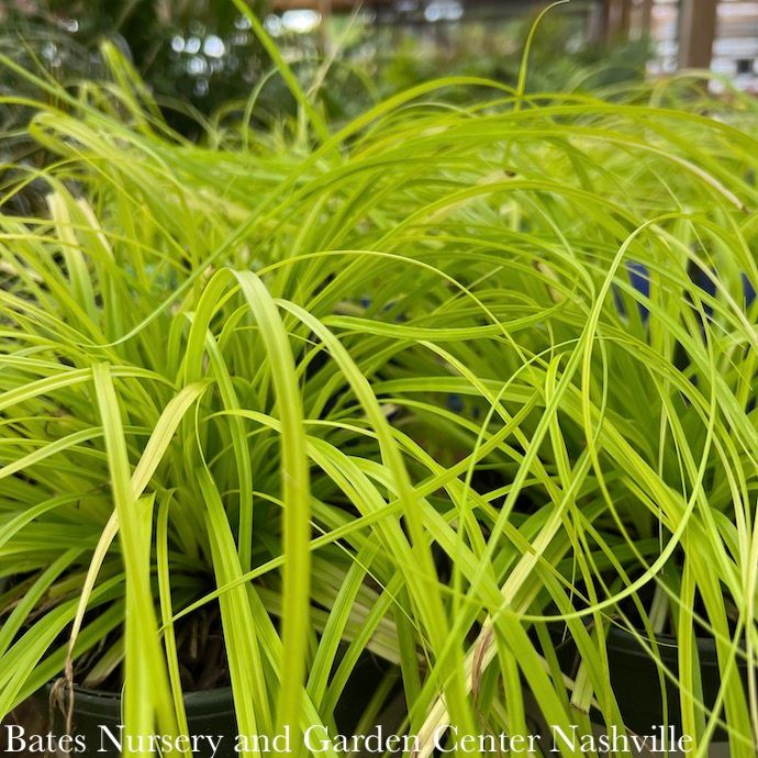 #1 Grass Carex osh SL EverColor 'Everillo'/ Golden Sedge
