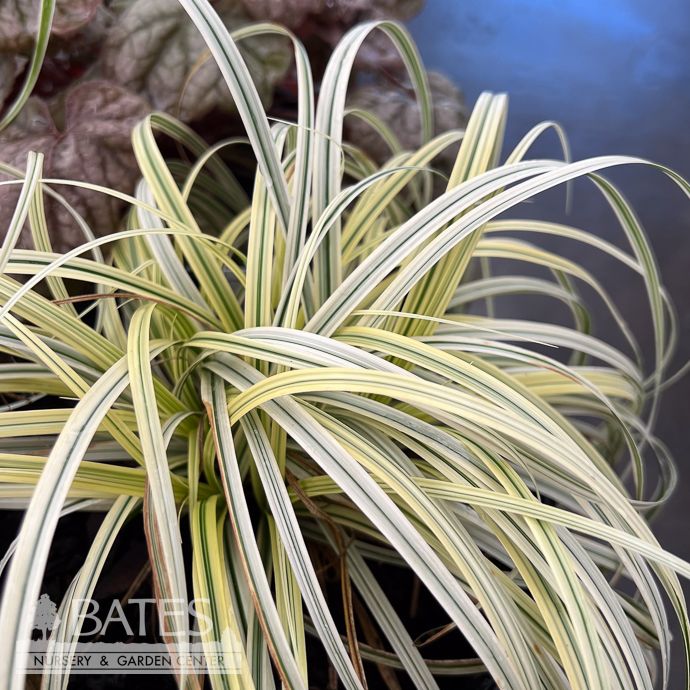 #1 Grass Carex x Lunar Falls/ White Variegated Sedge