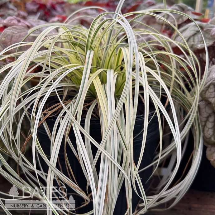 #1 Grass Carex x Lunar Falls/ White Variegated Sedge