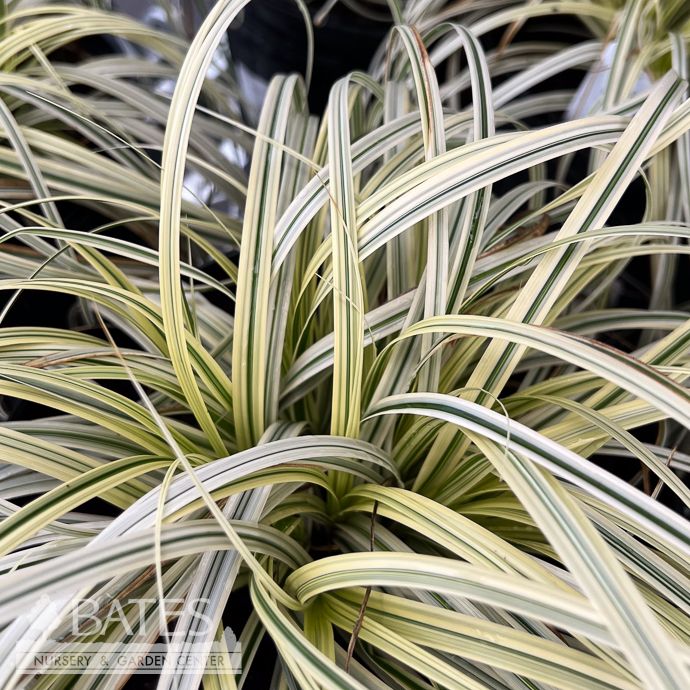#1 Grass Carex x Lunar Falls/ White Variegated Sedge