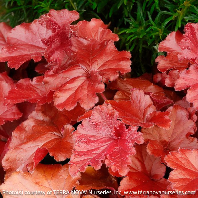 #1 Heuchera x Grande 'Carnelian'/  Coral Bells