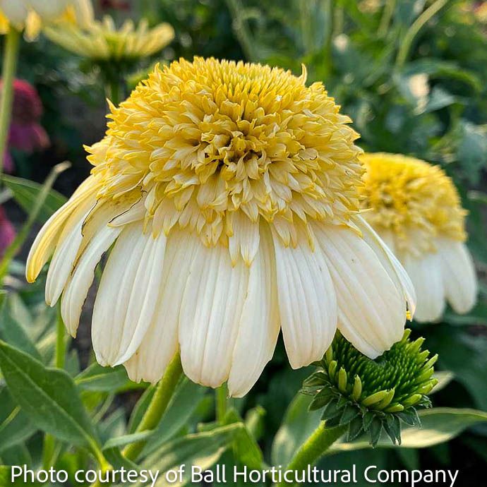 #1 Echinacea x Fried Egg/ Double Coneflower