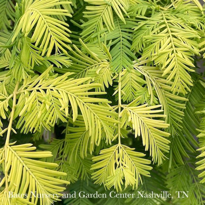 #7 Metasequoia glypto 'Ogon' Gold Rush/ Dawn Redwood