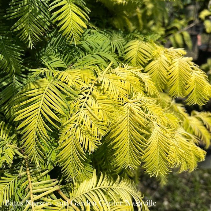 #7 Metasequoia glypto 'Ogon' Gold Rush/ Dawn Redwood