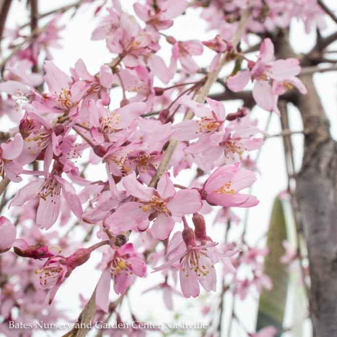 #10 Prunus pendula Pleno-ROSEA/ Pink Double Weeping Rosebud Cherry