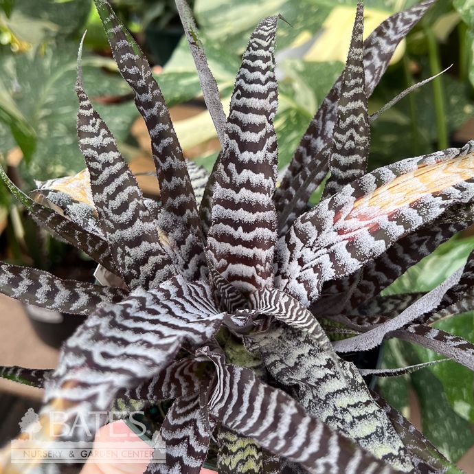 5p! Bromeliad Cryptanthus Absolute Zero /Tropical