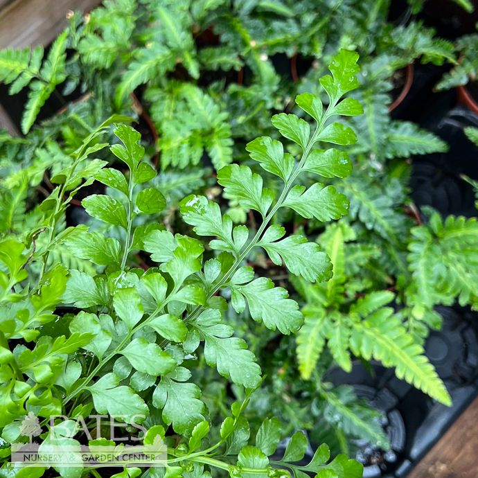 4p! Fern - Mother Fern /Parvarti /Tropical