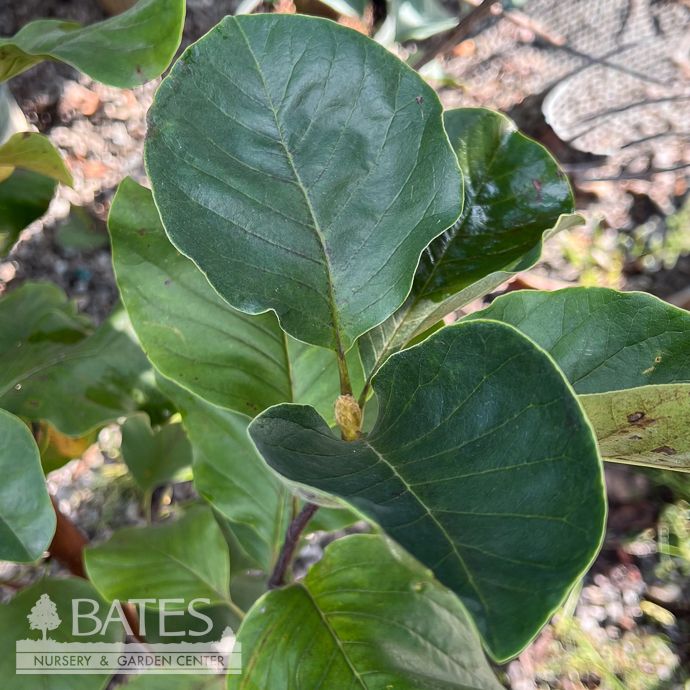 #7 6-7' Magnolia x brooklynensis Judy Zuk/ Deciduous Yellow Saucer